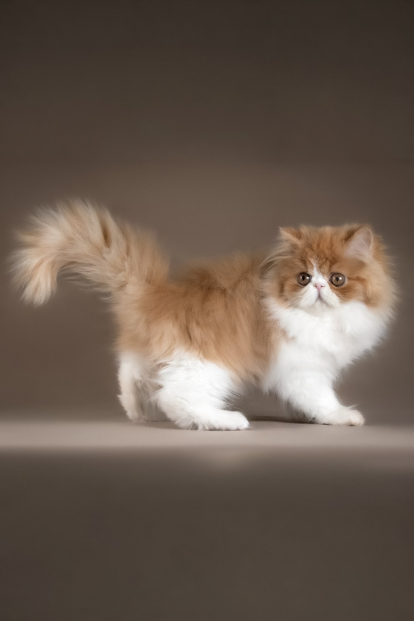 Tabiba the Persian Kitten Fluffy Heartthrob