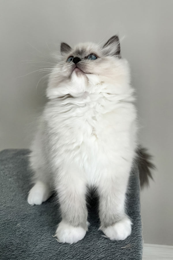 Abbas | Ragdoll Kitten