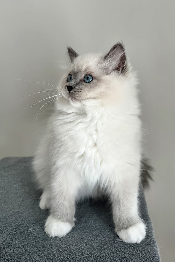 Abbas | Ragdoll Kitten