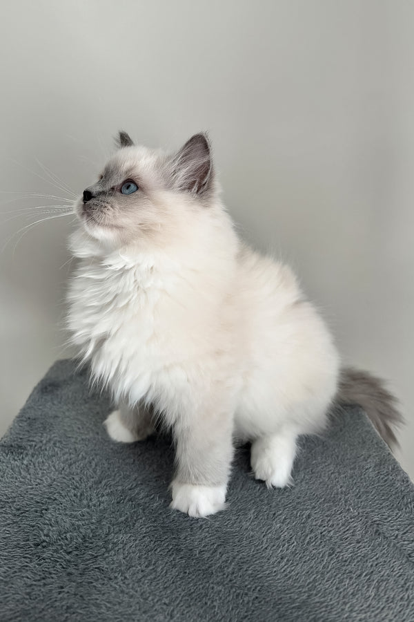 Abbas | Ragdoll Kitten