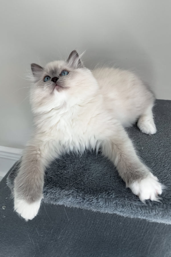 Abbas | Ragdoll Kitten