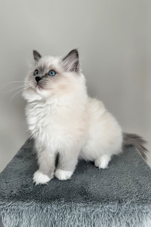 Abbas | Ragdoll Kitten