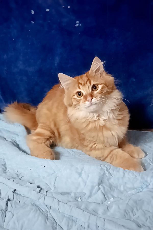 Abbu | Siberian Kitten