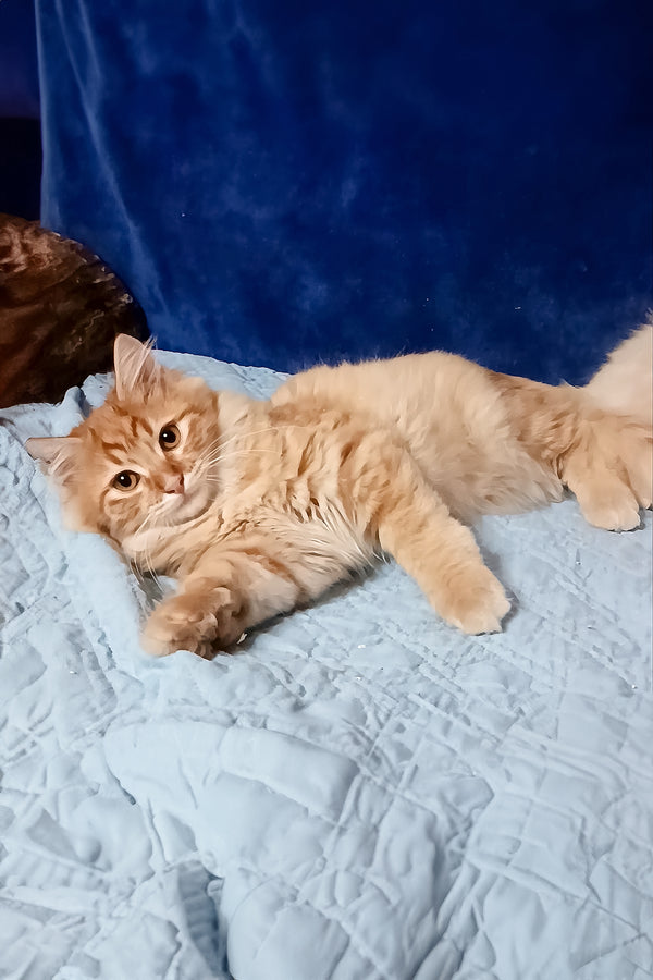 Abbu | Siberian Kitten