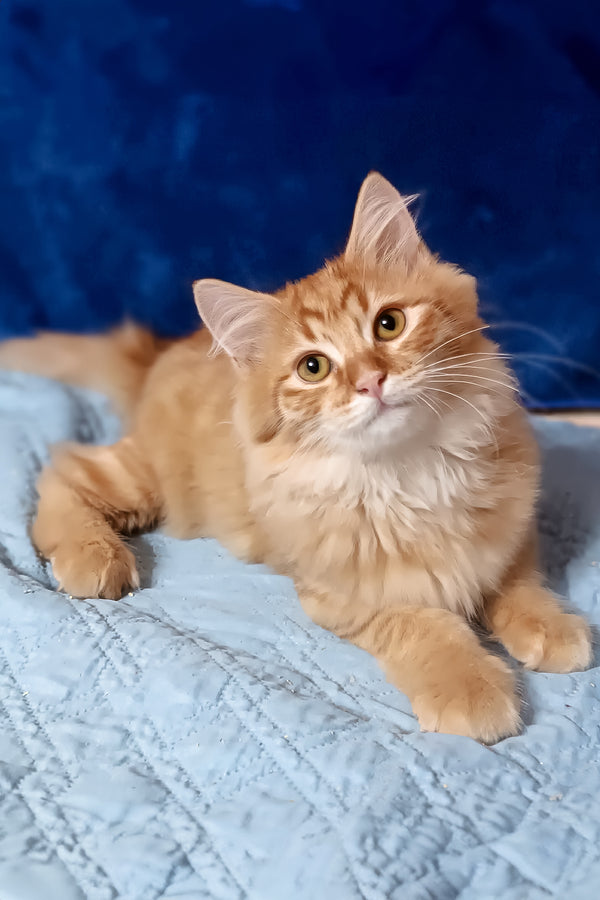 Abbu | Siberian Kitten