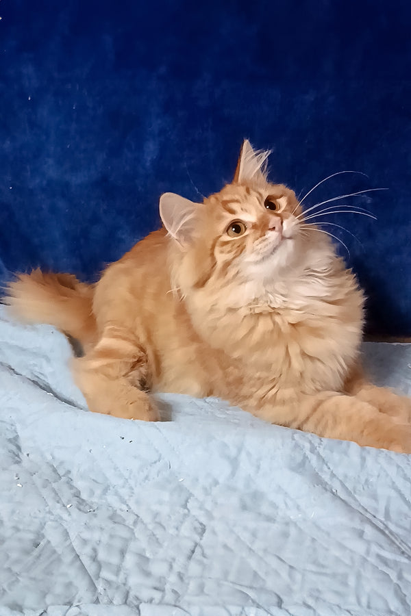 Abbu | Siberian Kitten