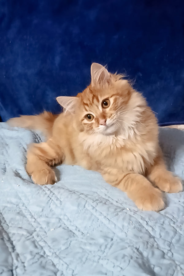 Abbu | Siberian Kitten