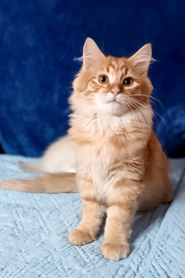 Abbu | Siberian Kitten