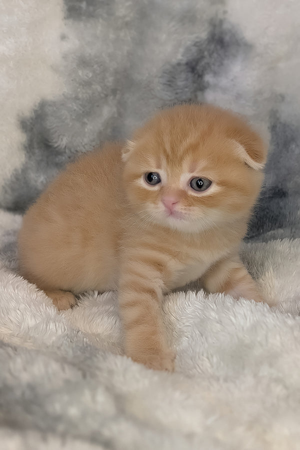 Abrikos | Scottish Fold Kitten