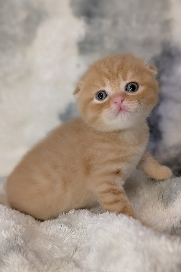 Abrikos | Scottish Fold Kitten