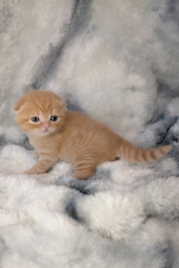 Abrikos | Scottish Fold Kitten