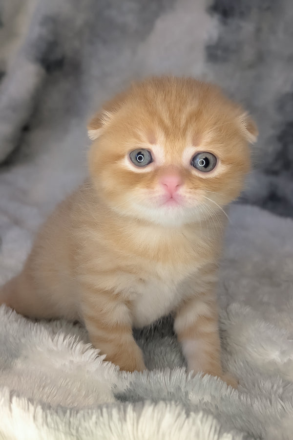 Abrikos | Scottish Fold Kitten
