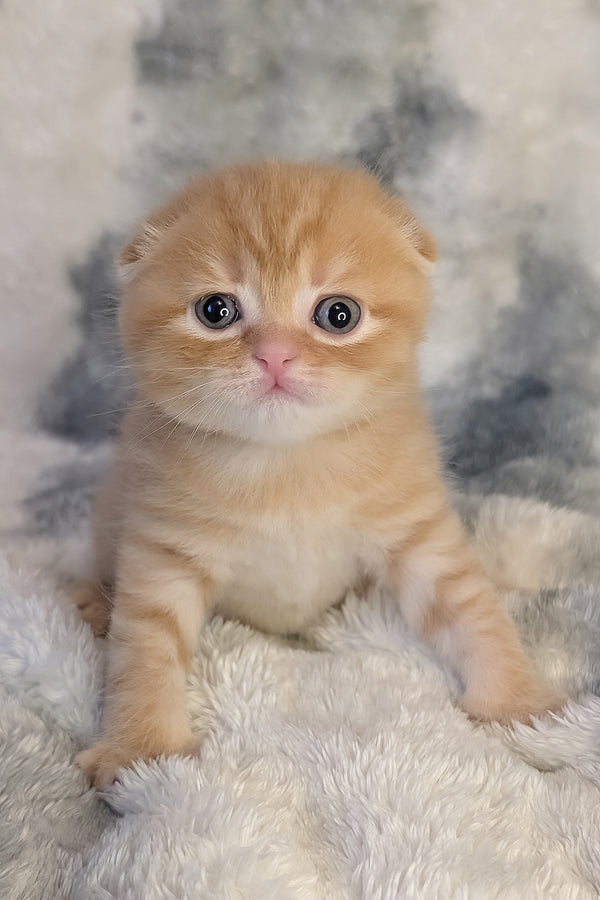 Abrikos | Scottish Fold Kitten