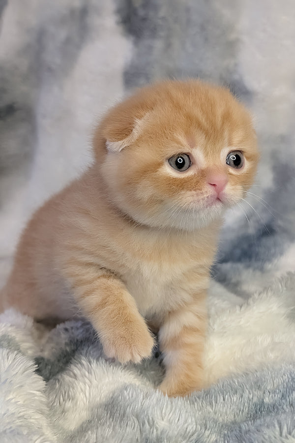 Abrikos | Scottish Fold Kitten