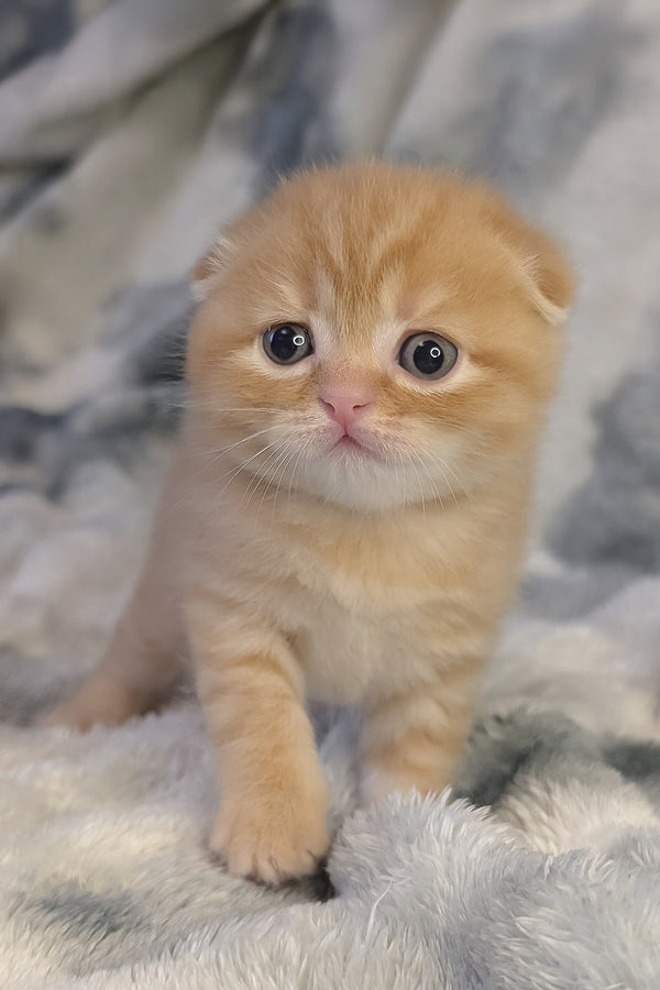 Abrikos | Scottish Fold Kitten