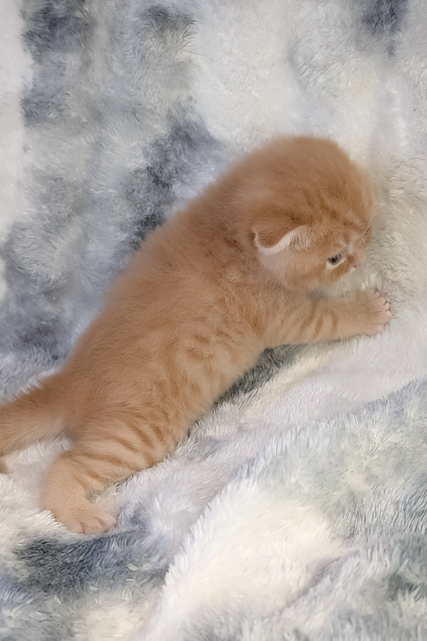 Abrikos | Scottish Fold Kitten