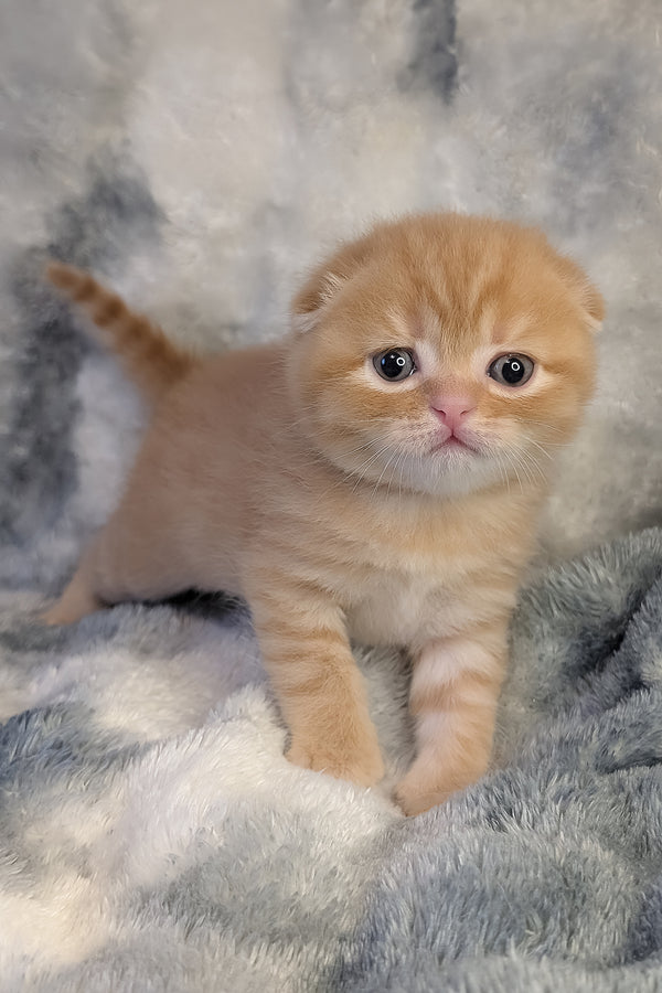 Abrikos | Scottish Fold Kitten