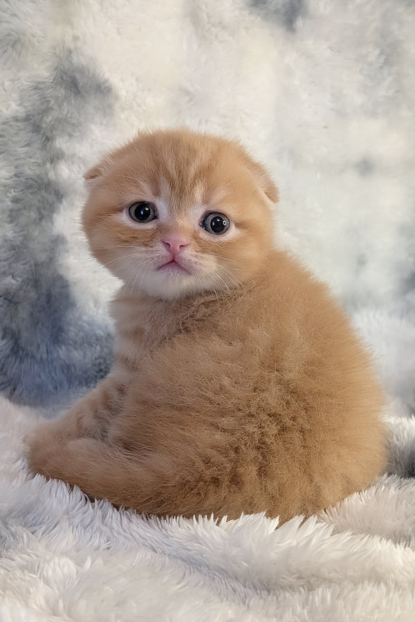 Abrikos | Scottish Fold Kitten