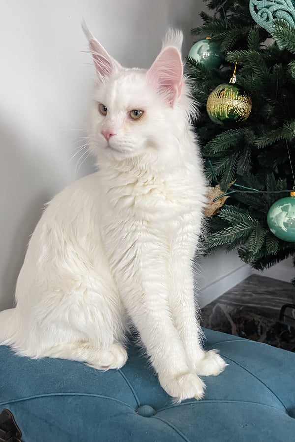 Ace | Maine Coon Kitten