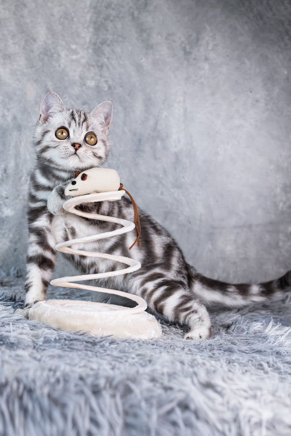 Ace | Scottish Straight Kitten
