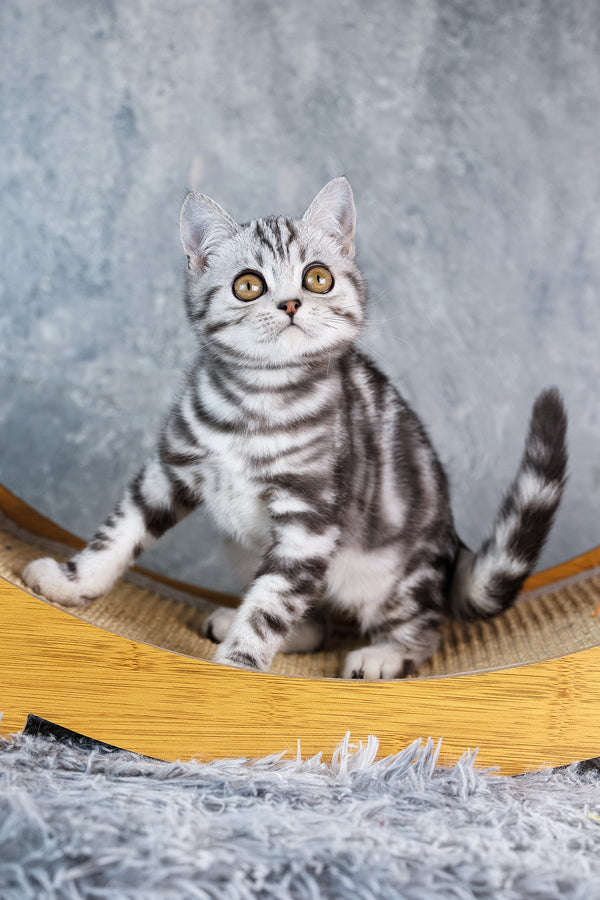 Ace | Scottish Straight Kitten