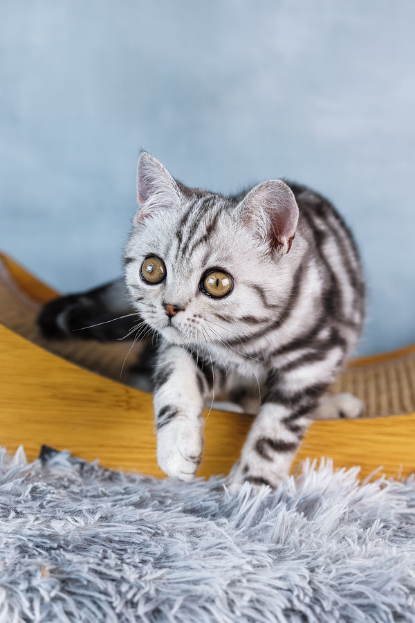 Ace | Scottish Straight Kitten