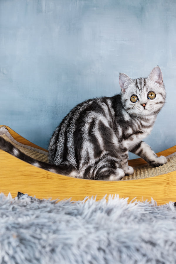 Ace | Scottish Straight Kitten