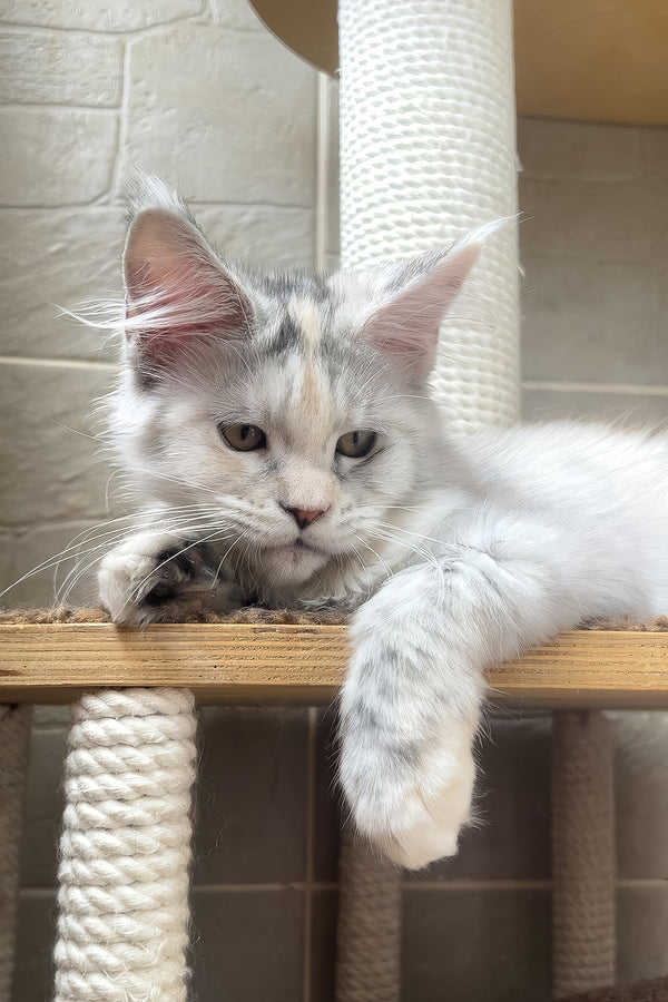 A fluffy silver and white maine coon kitten with striking green eyes lounges atop a wooden perch smoke ticked tabby