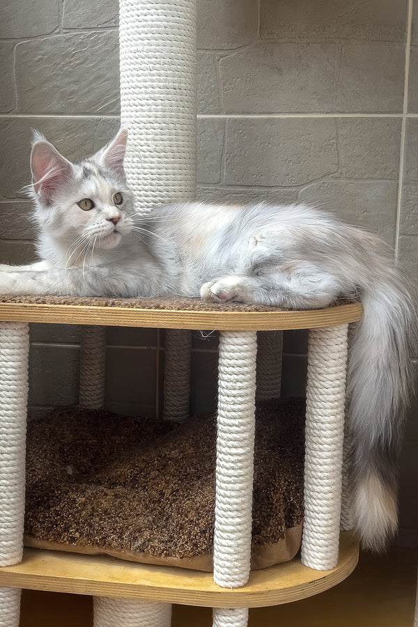 A fluffy silver and white smoke ticked tabby maine coon kitten lounges on a wooden cat tree with rope posts
