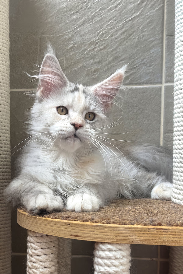 A fluffy silver and white maine coon kitten with green eyes lounges on a wooden platform in a smoke ticked tabby pattern
