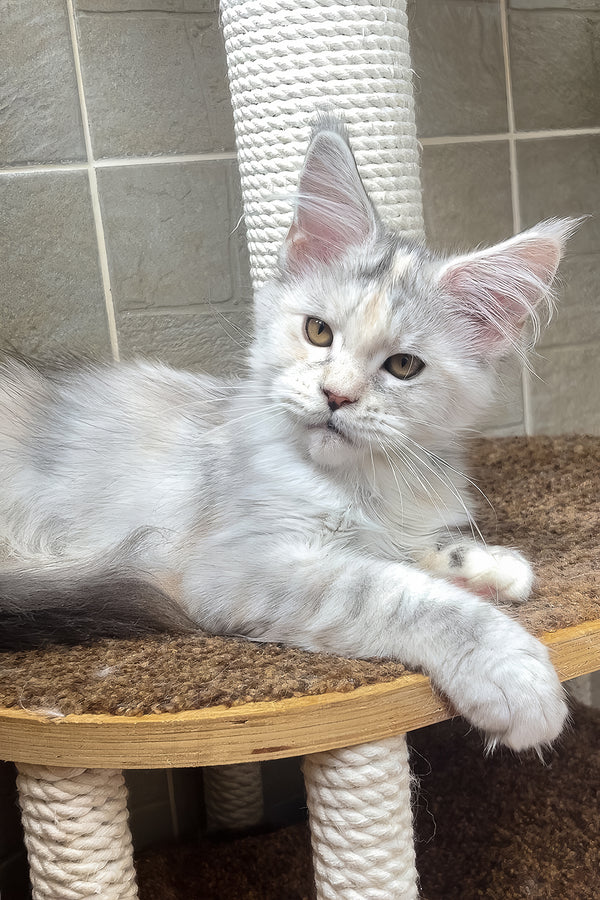 A fluffy silver-gray smoke ticked tabby maine coon kitten with green eyes lounges on a wooden cat tree perch