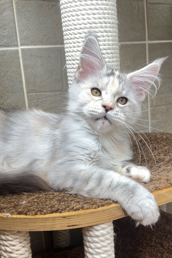 A fluffy silver-gray smoke ticked tabby maine coon kitten with green eyes lounging on a wooden cat tree platform
