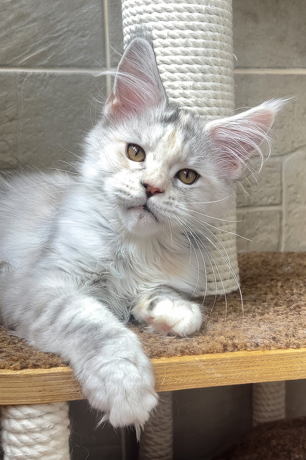 A fluffy silver-gray smoke ticked tabby maine coon kitten with golden eyes lounges on a wooden platform