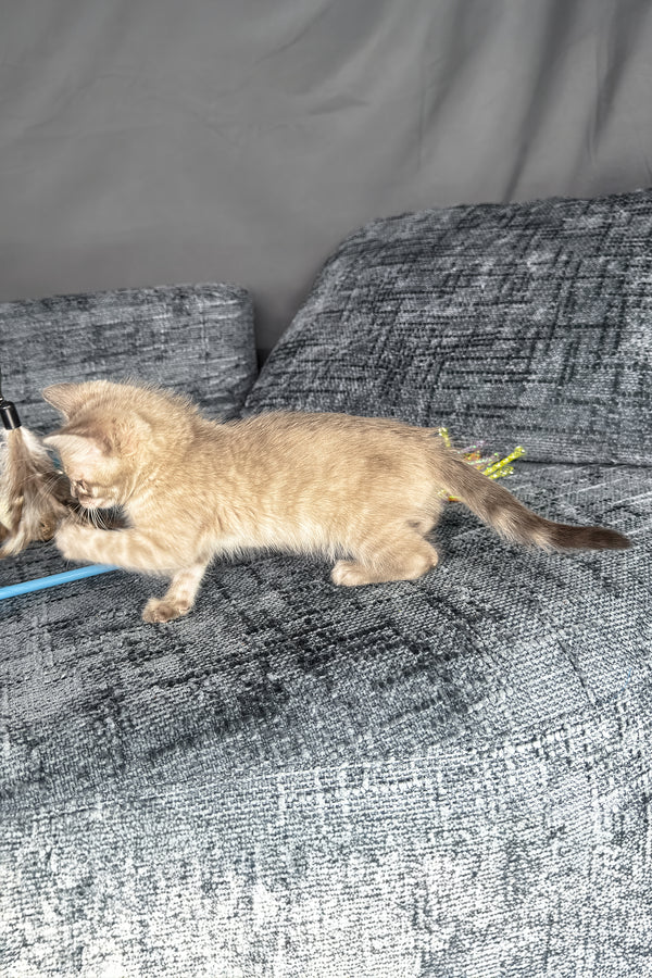 Achilles | Bengal Kitten