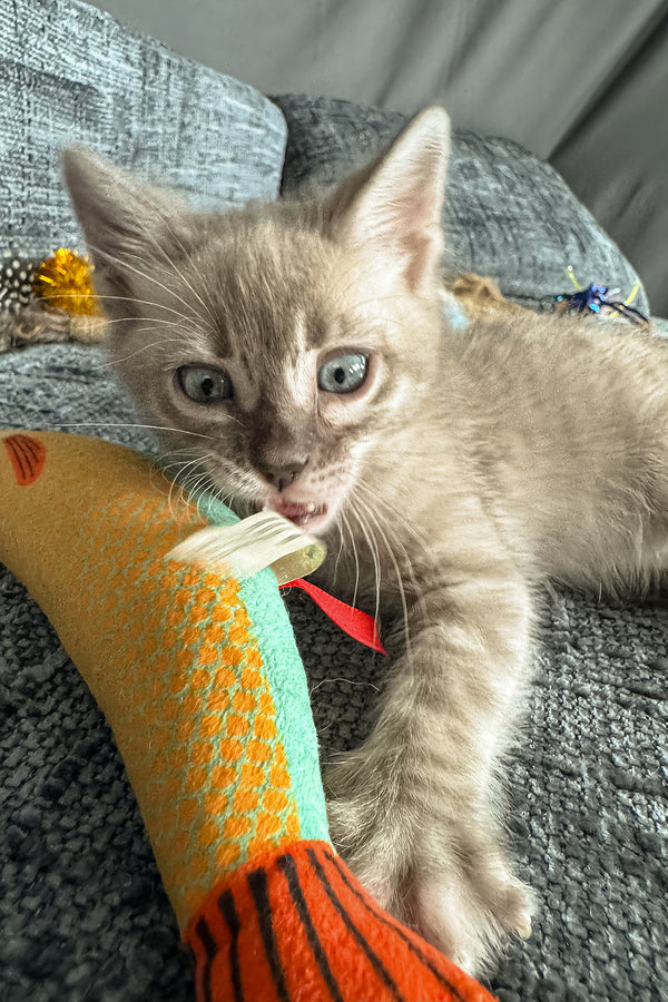 Achilles | Bengal Kitten