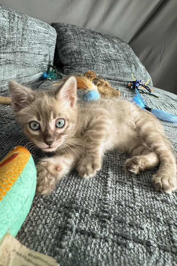 Achilles | Bengal Kitten