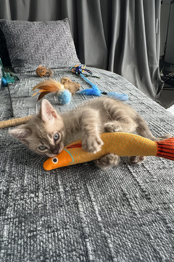 Achilles | Bengal Kitten