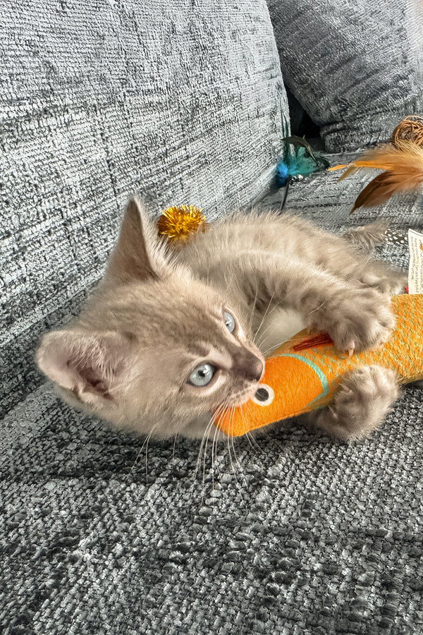 Achilles | Bengal Kitten