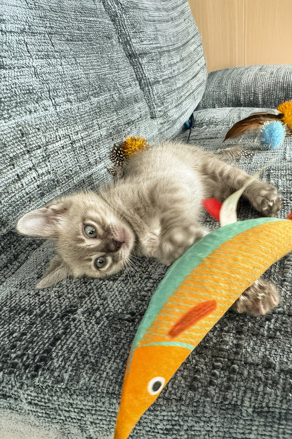 Achilles | Bengal Kitten