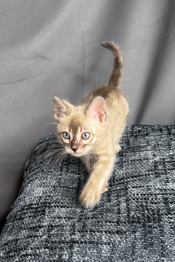 Achilles | Bengal Kitten