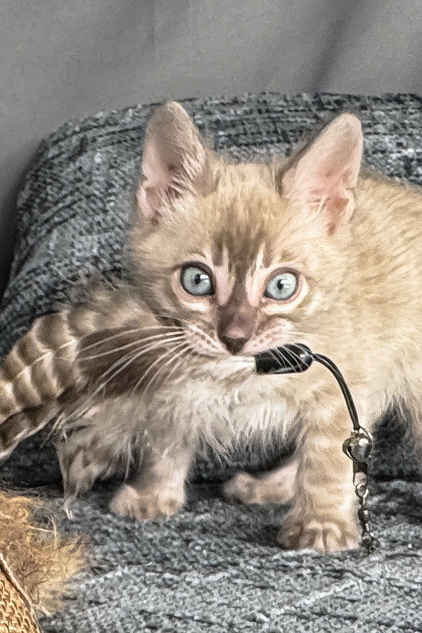 Achilles | Bengal Kitten