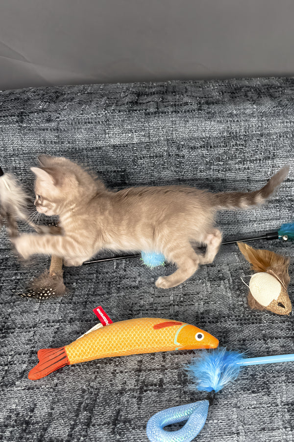 Achilles | Bengal Kitten