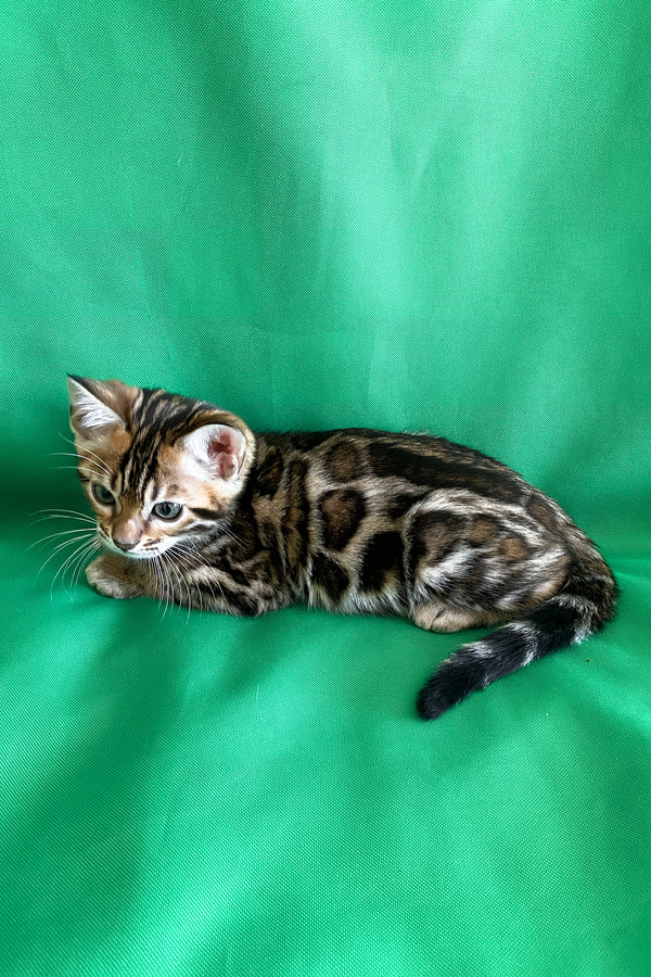 Acura | Bengal Kitten
