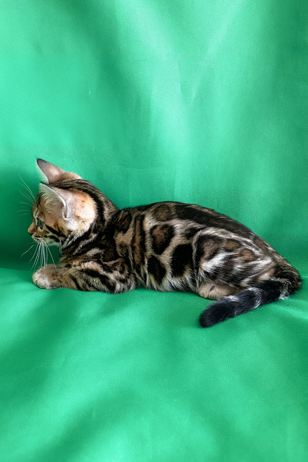 Acura | Bengal Kitten