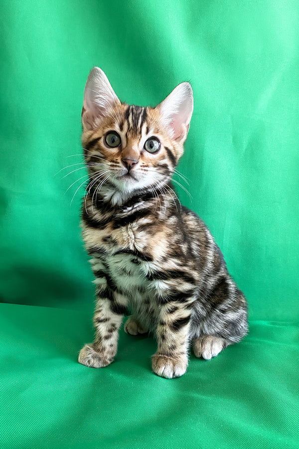 Acura | Bengal Kitten