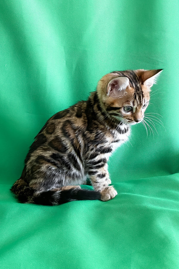 Acura | Bengal Kitten