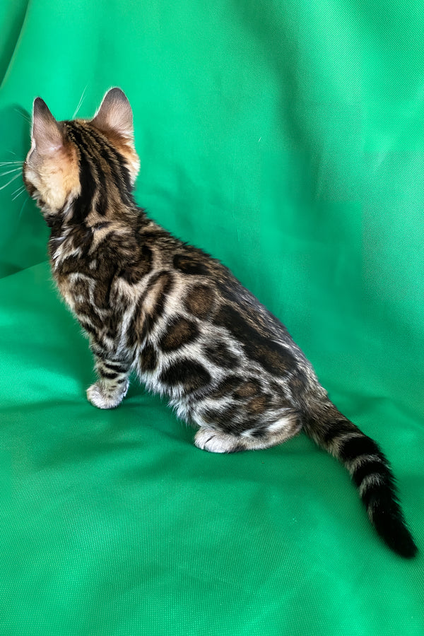 Acura | Bengal Kitten