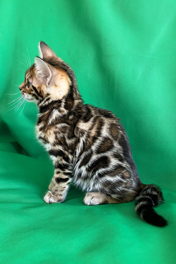 Acura | Bengal Kitten
