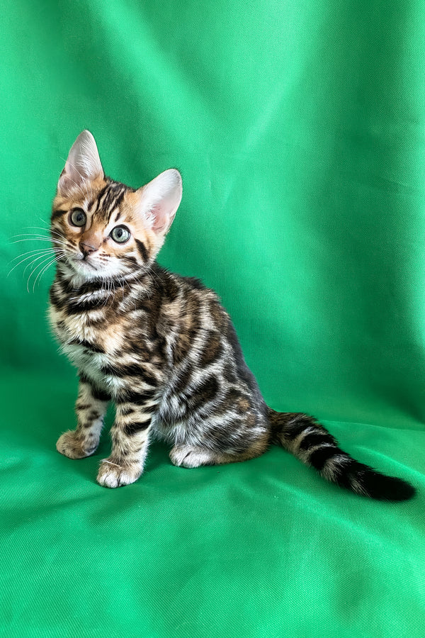 Acura | Bengal Kitten