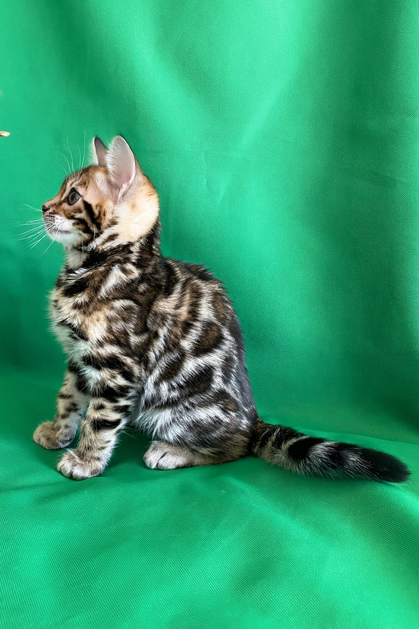 Acura | Bengal Kitten
